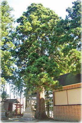画像:塚野山八幡神社のスギ(全景)