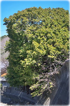 �摜�F�Y����̃A�R�E