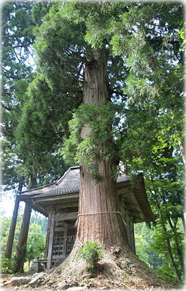 画像:北浦田神明社のスギ