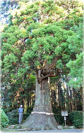画像:牛尾神社の安産杉(幹と並ぶ)