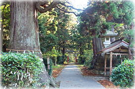 画像:牛尾神社参道と安産杉