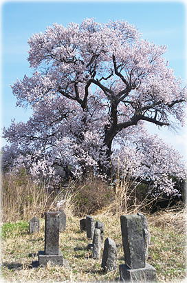 画像:宇山のエドヒガン