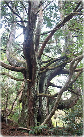 �摜�F�R��J�̃X�M