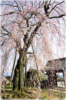 画像：増泉寺の天蓋桜