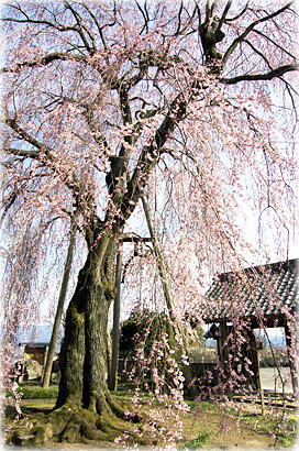 画像:増泉寺の天蓋桜 画像:増泉寺の天蓋桜