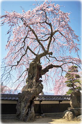 画像：蔵澤寺のシダレザクラ（全景）