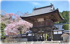 画像：蔵澤寺のシダレザクラ