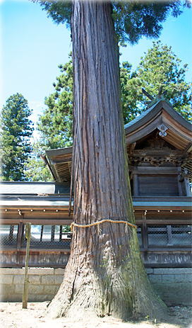画像:天照玉命神社のスギ