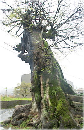 画像:安徳のエノキ