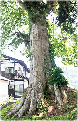 画像:荒木家の大ケヤキ