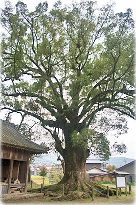 画像:須佐神社の大樟