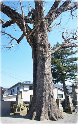 画像:専照寺のイチョウ