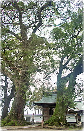 画像:竈門神社のクスノキ(幹と並ぶ)