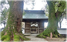 画像:竈門神社のクスノキ