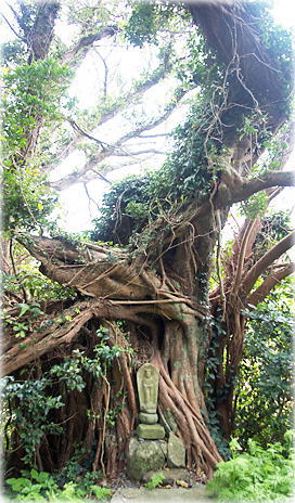 画像:大宝寺のアコウ