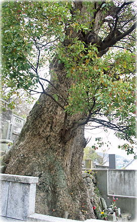画像:大音寺のクスノキ