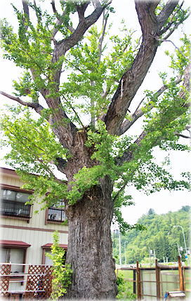 画像:栄光院のイチョウ