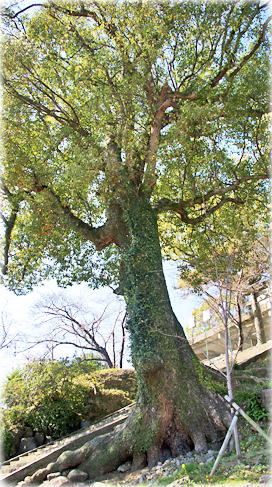画像:淵神社のクスノキ