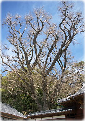 画像:源寿院のイチョウ