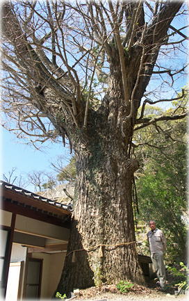 画像:源寿院のイチョウ(幹と並ぶ)
