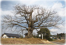 画像:灰塚のナラガシワ(全景)