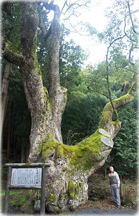 画像:水神社の大樟(幹と並ぶ)