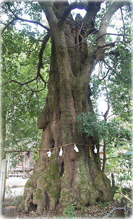 画像:熊野神社のシラカシ