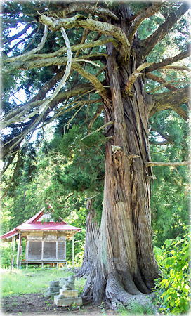画像:畑沢熊野神社のスギ