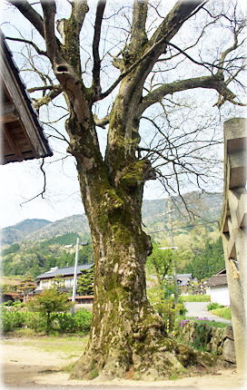 画像：日足神社のケヤキ
