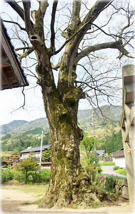 画像:日足神社のケヤキ
