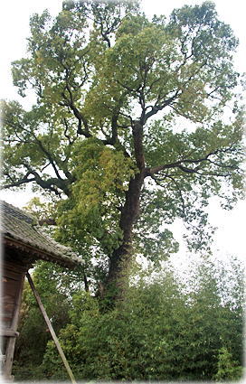 画像:東南里天満宮のクスノキ
