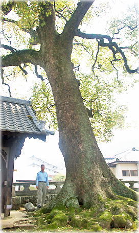 画像:彦嶋神社のクスノキ(幹と並ぶ)