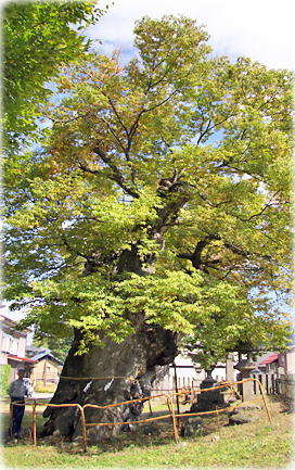 画像:日里御宰建神社のケヤキ(幹と並ぶ)