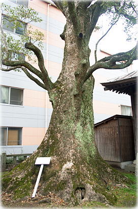 画像:本庄神社のクスノキ