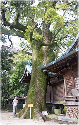 画像:堀江神社のクスノキ(幹と並ぶ)