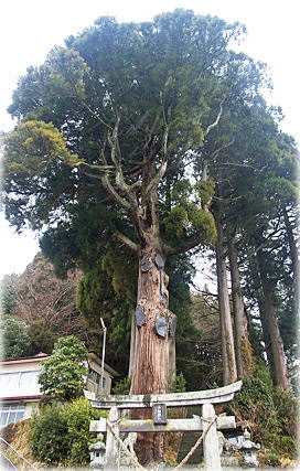 画像:星和神社のスギ(全景)