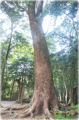 �摜�F�ѐ��_�Ђ̃N�X�m�L