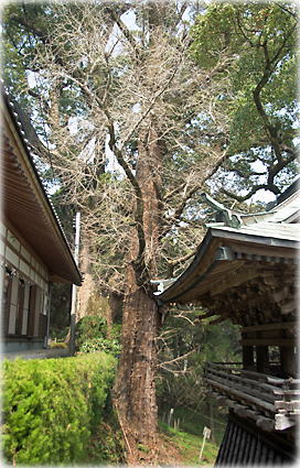画像:稲佐神社のイチョウ