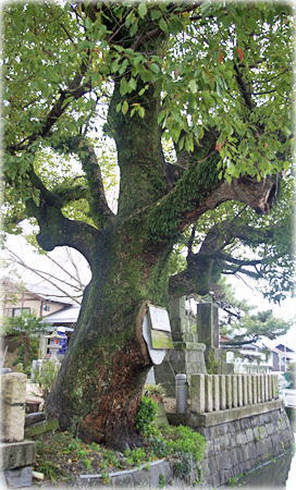 画像:犬井道海童神社のクスノキ