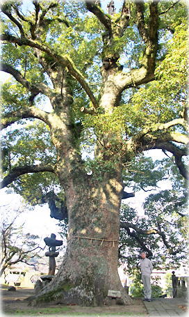画像:宗方神社のクスノキ(幹と並ぶ)