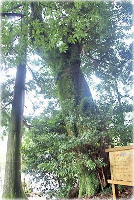 画像:岩座神のホソバタブA