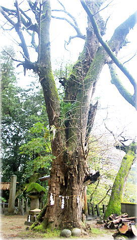 画像:石釜熊野神社のイチョウ