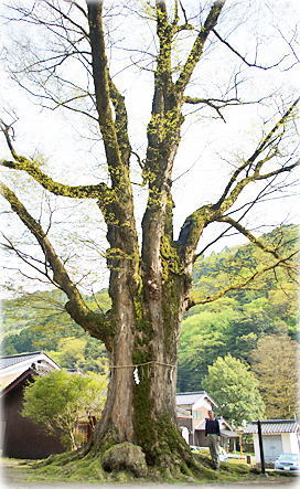 画像:石部神社の大ケヤキ(幹と並ぶ)