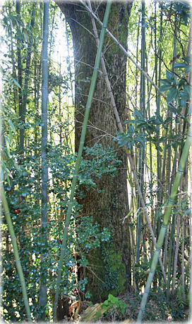 画像:実相院のイチョウ