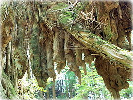 画像:常瀧寺の大イチョウ(気根の列)_2
