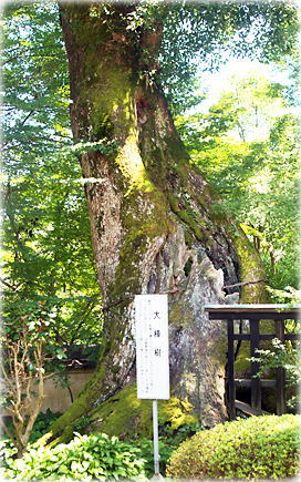画像:十輪寺の大樟樹