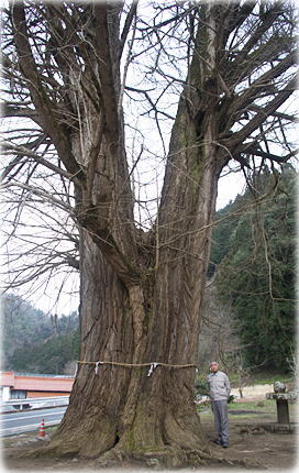 画像:迦具神社の大イチョウ(幹と並ぶ)
