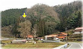 画像:迦具神社の大イチョウ(遠景)