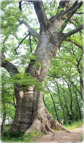 画像:霞城公園のエゾエノキ