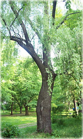 画像:霞城公園のシダレヤナギ